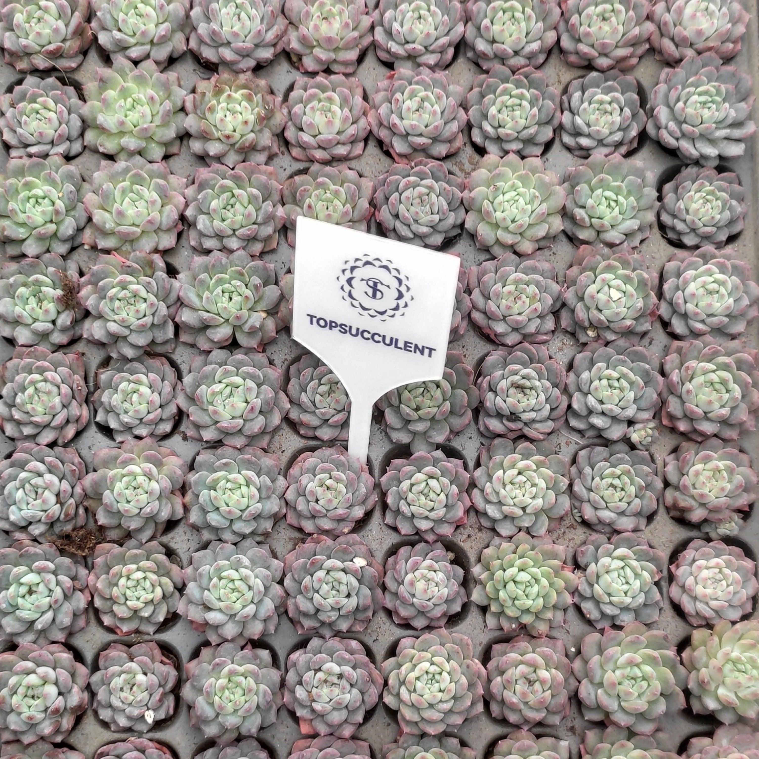 プラグトレー苗 20251113 – Top Succulent®