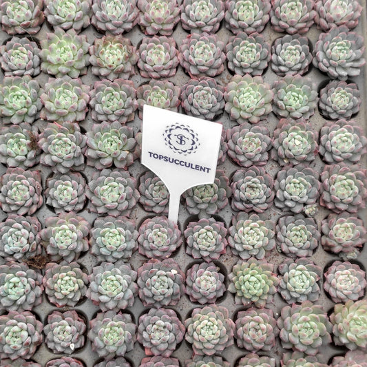 20665  ウィートデュー（3cm pot）（ポット苗）