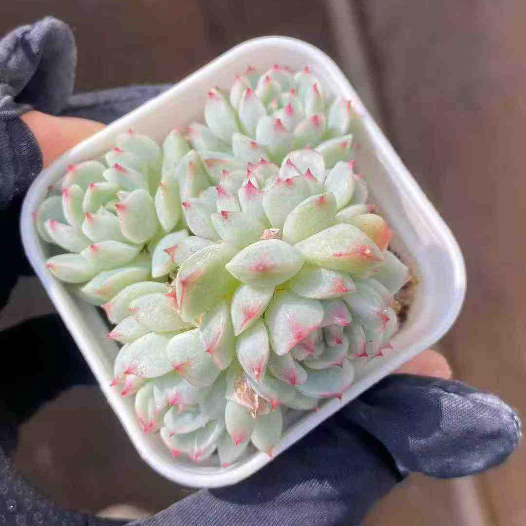 21898 リトルジョイ