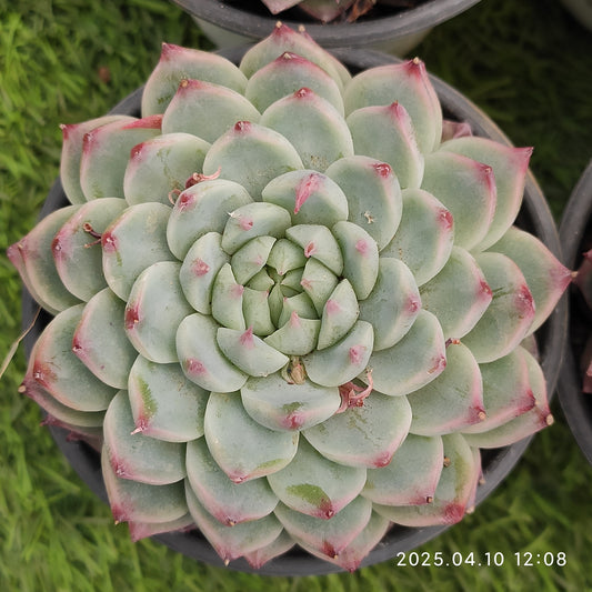 NGN299 キャドベリー (9cm pot)