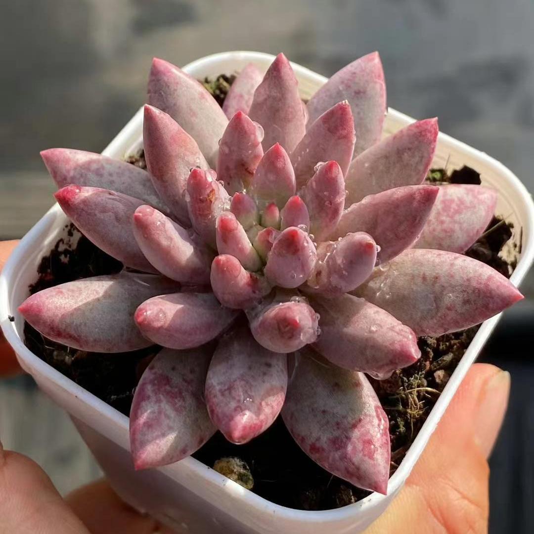BL1842 ゴールドフィッシュ（6.5cm pot）