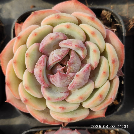 WWA328 ホワイトサンディ Hyb （5.5cm pot）