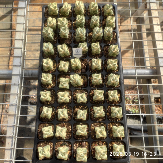 26432 ムーングロウ錦