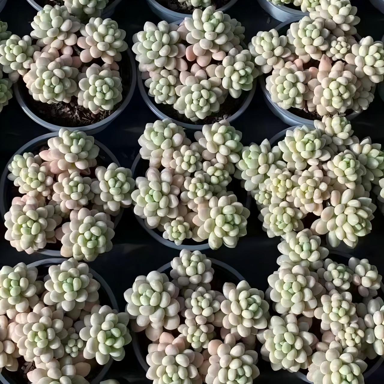 25000 ロココ