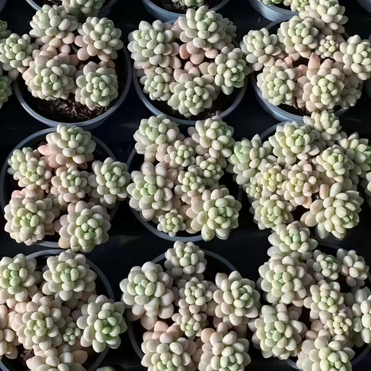 25000 ロココ