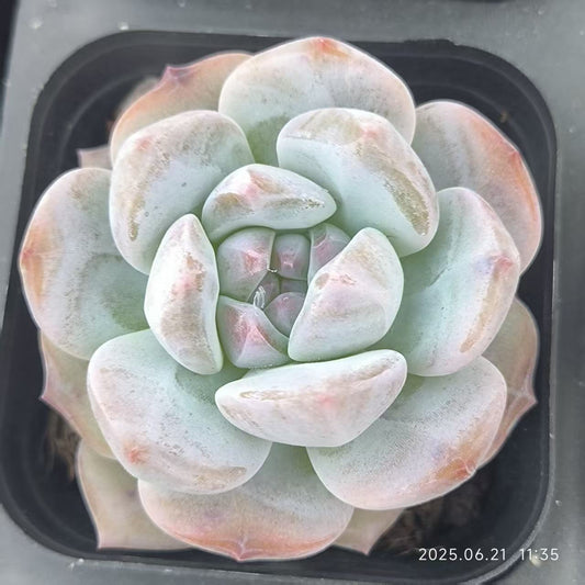 ZYP061 レッドストーン（6.5cm pot）