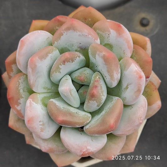 NGN017 フレーベル×モンロー （7cm pot）