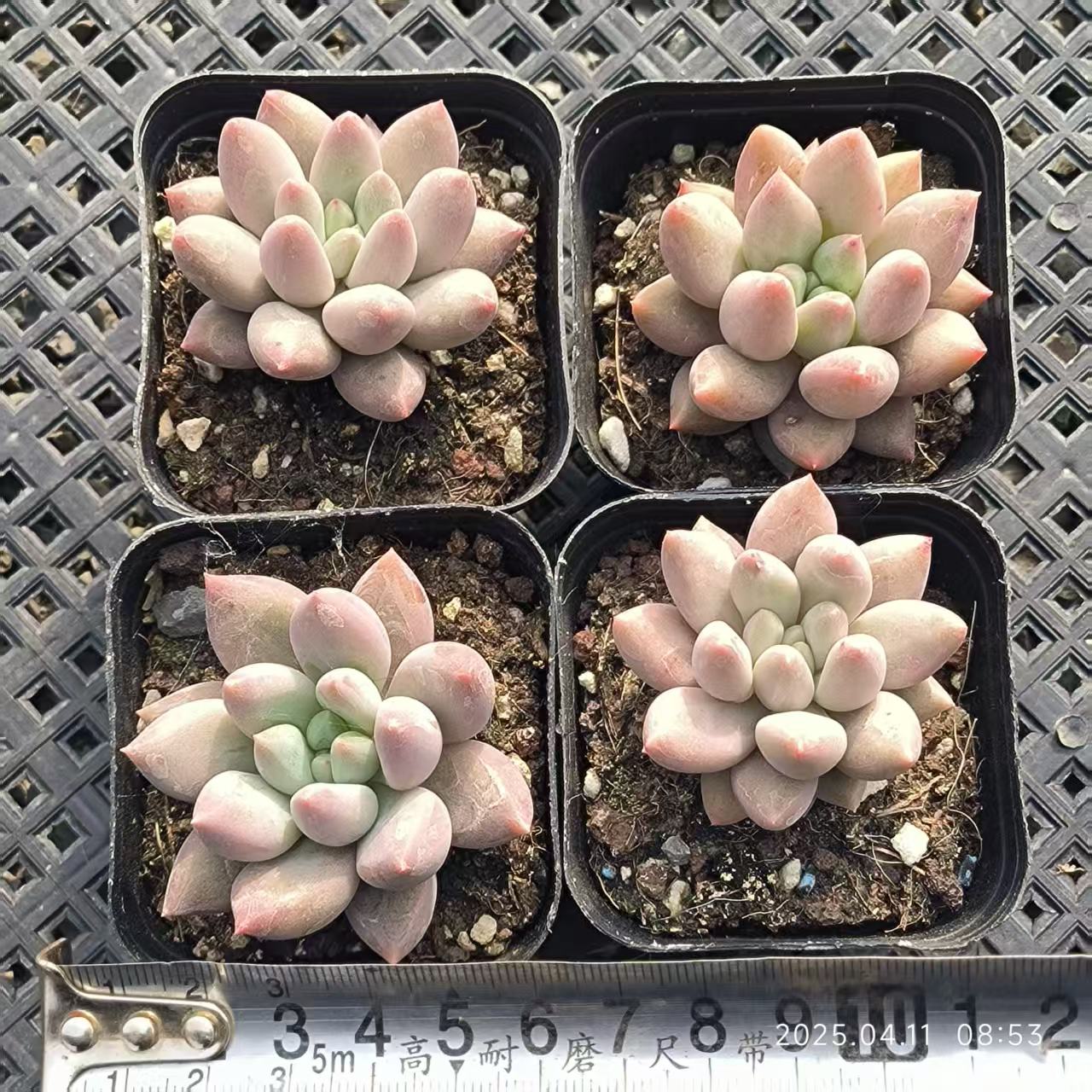 RDD190 エンジェルスフィンガー(6.5cm pot)