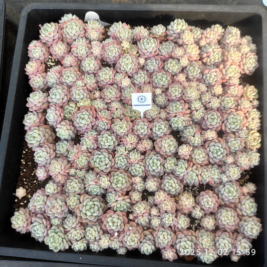 23059 モンローHyb（5cm pot）（ポット苗）