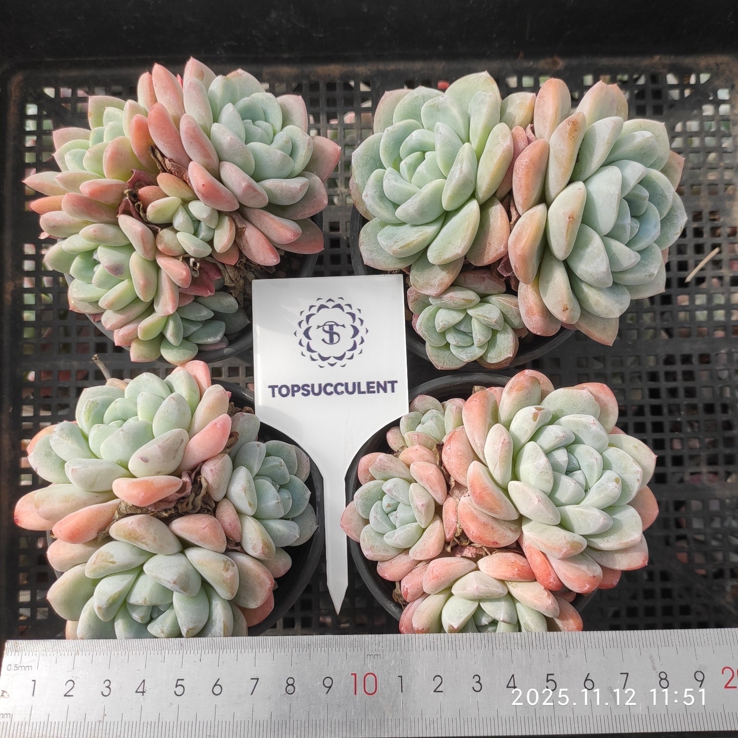 22510  ジェイドバタフライ（9cm pot）