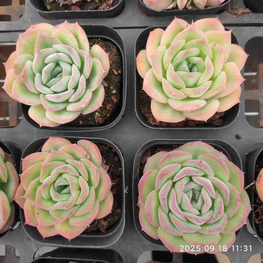 LMM400 ティル　ザー　エンド（6.5cm pot）