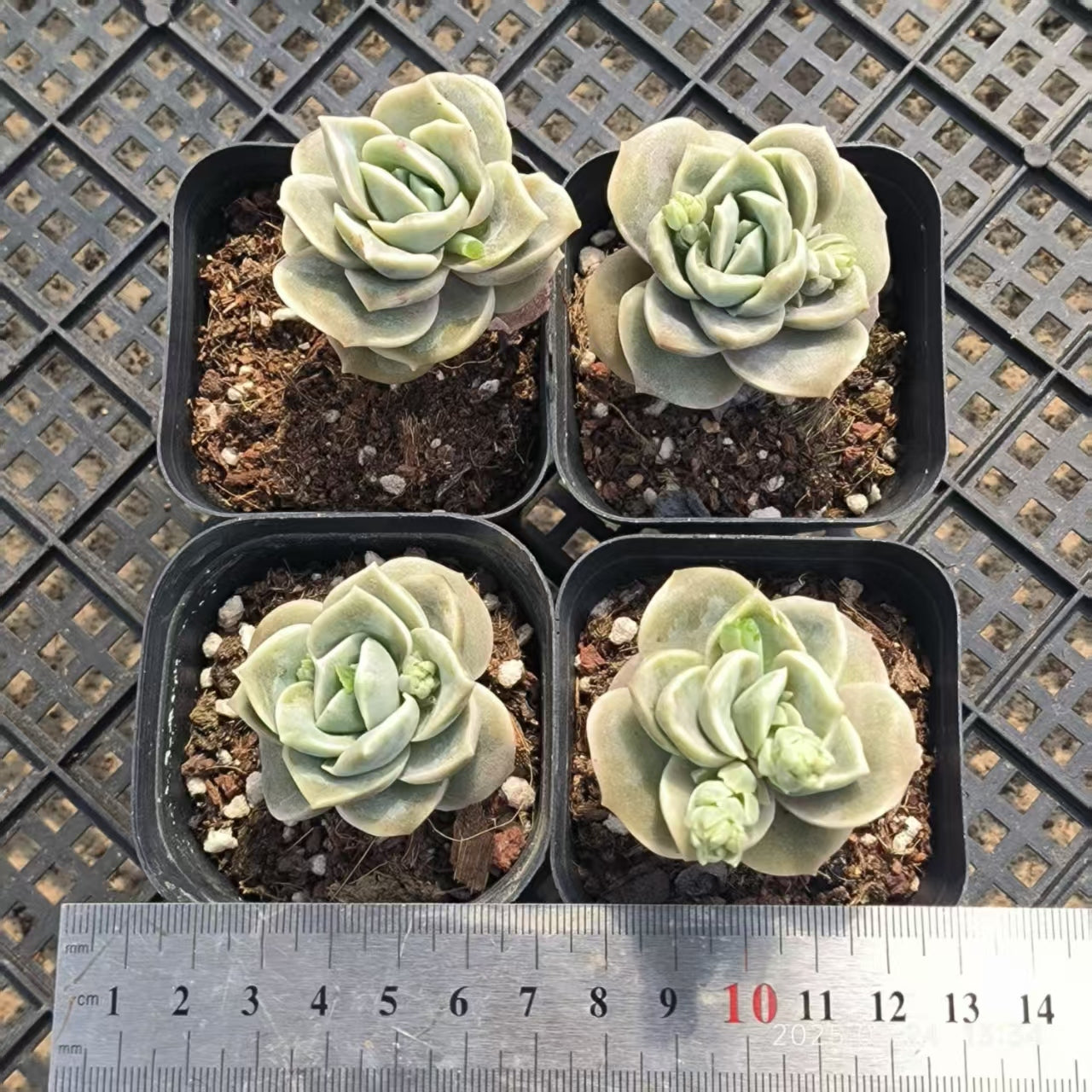 LYC176 ラブリーローズ （6.5cm pot）