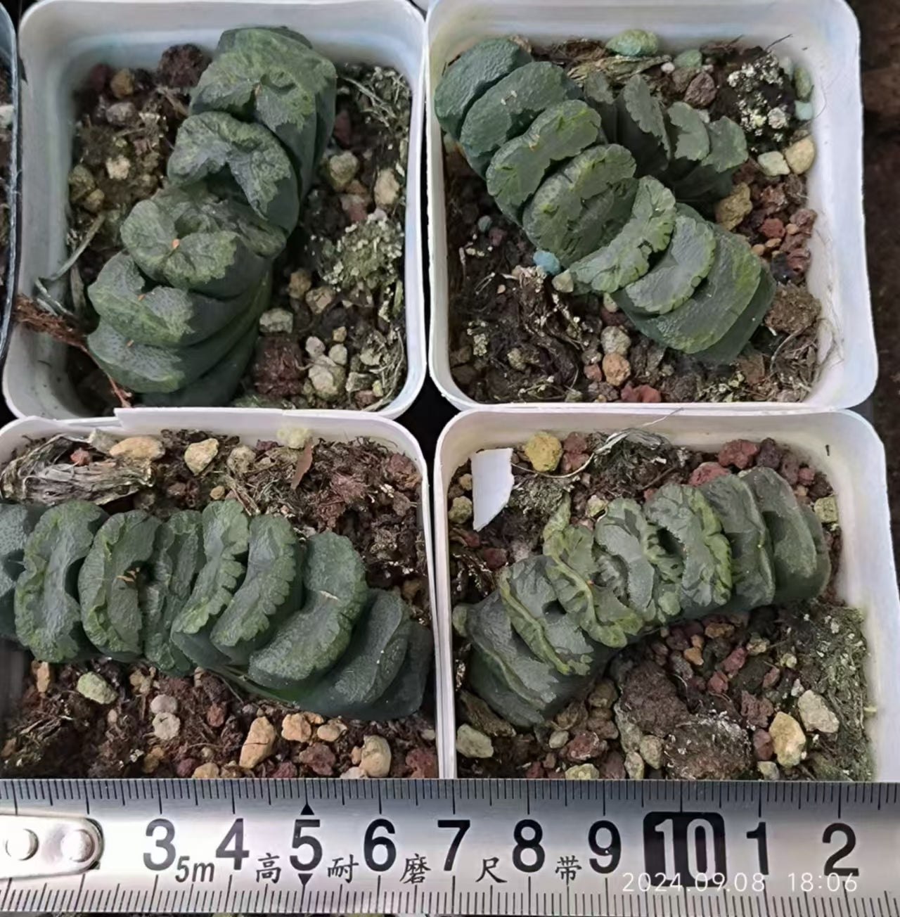 13202 ハオルチア マダムバタフライ