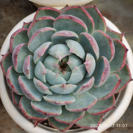 NGN792 カシオ（15cm pot）