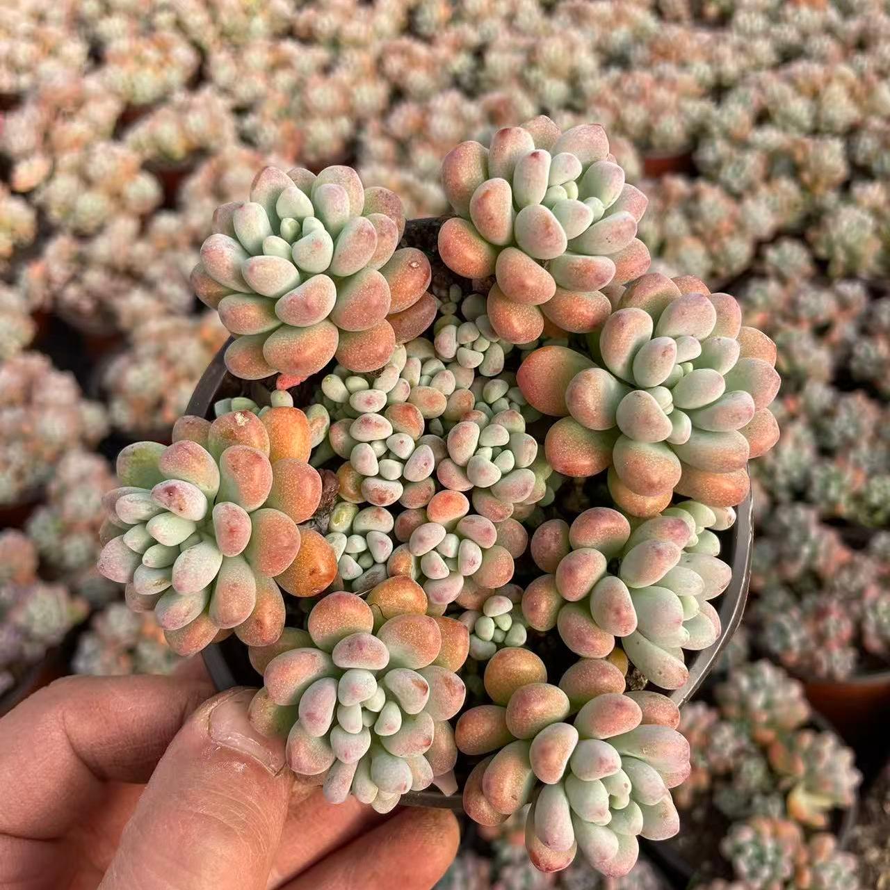 TOPSUCCULENT 10個 16398 メアリーベル 多肉植物 エケベリア 群生株