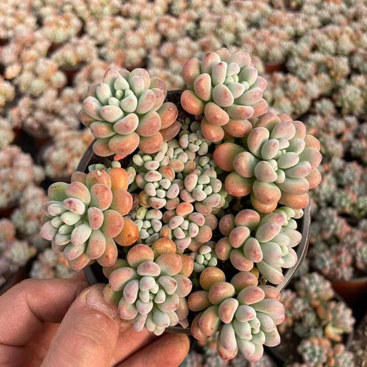 23204 ミクロケーリクス（11cm pot）