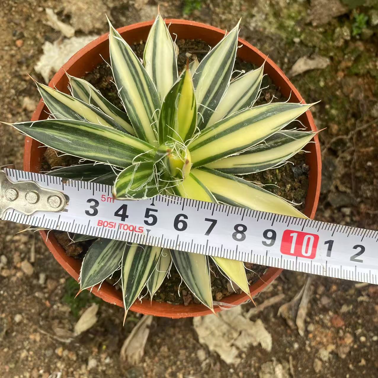 ZL480 王妃乱雪錦（10cm pot）