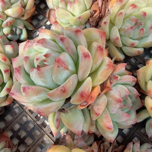 QNY133 ホワイトラタム（9cm pot）