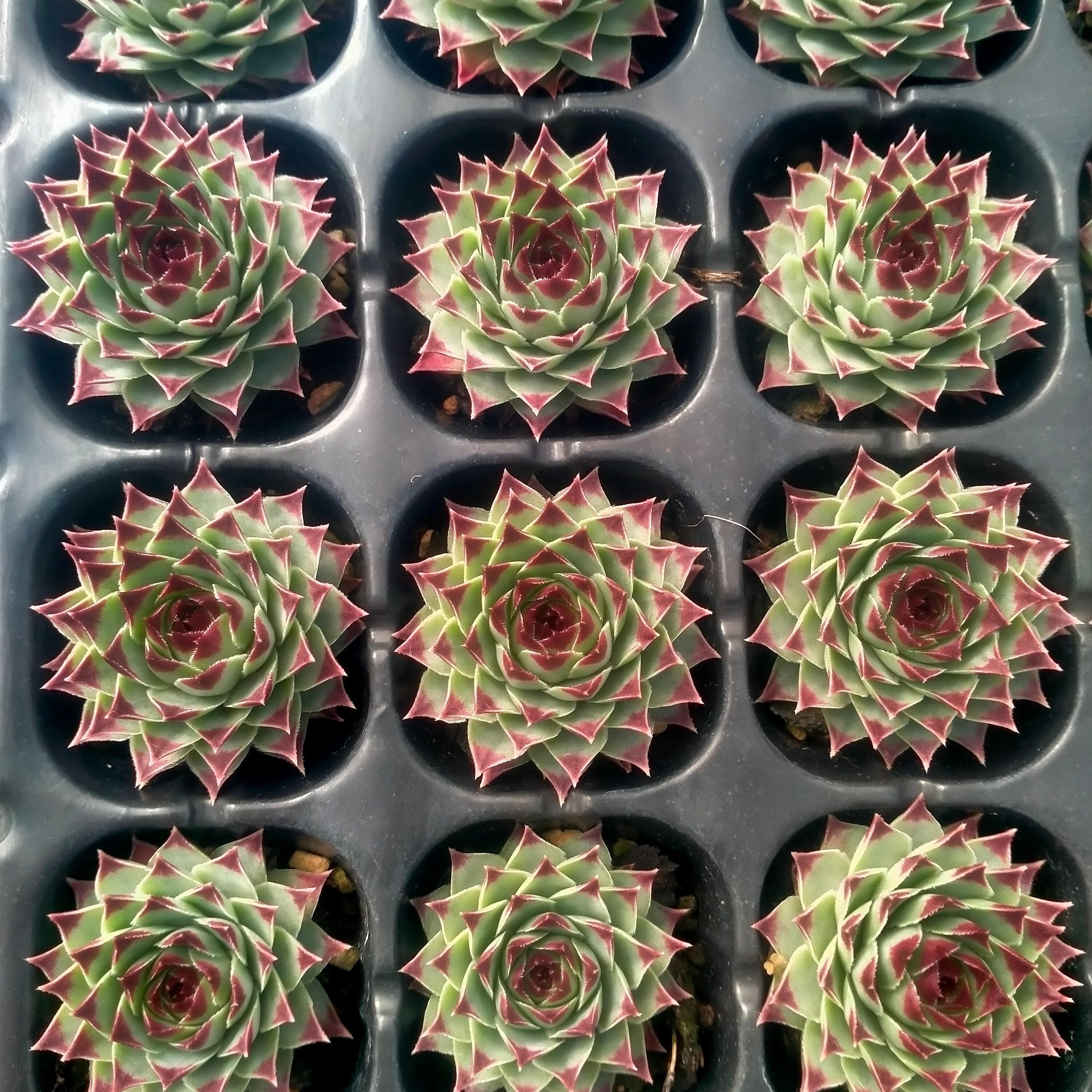 プラグトレー苗 20260101 – Top Succulent®