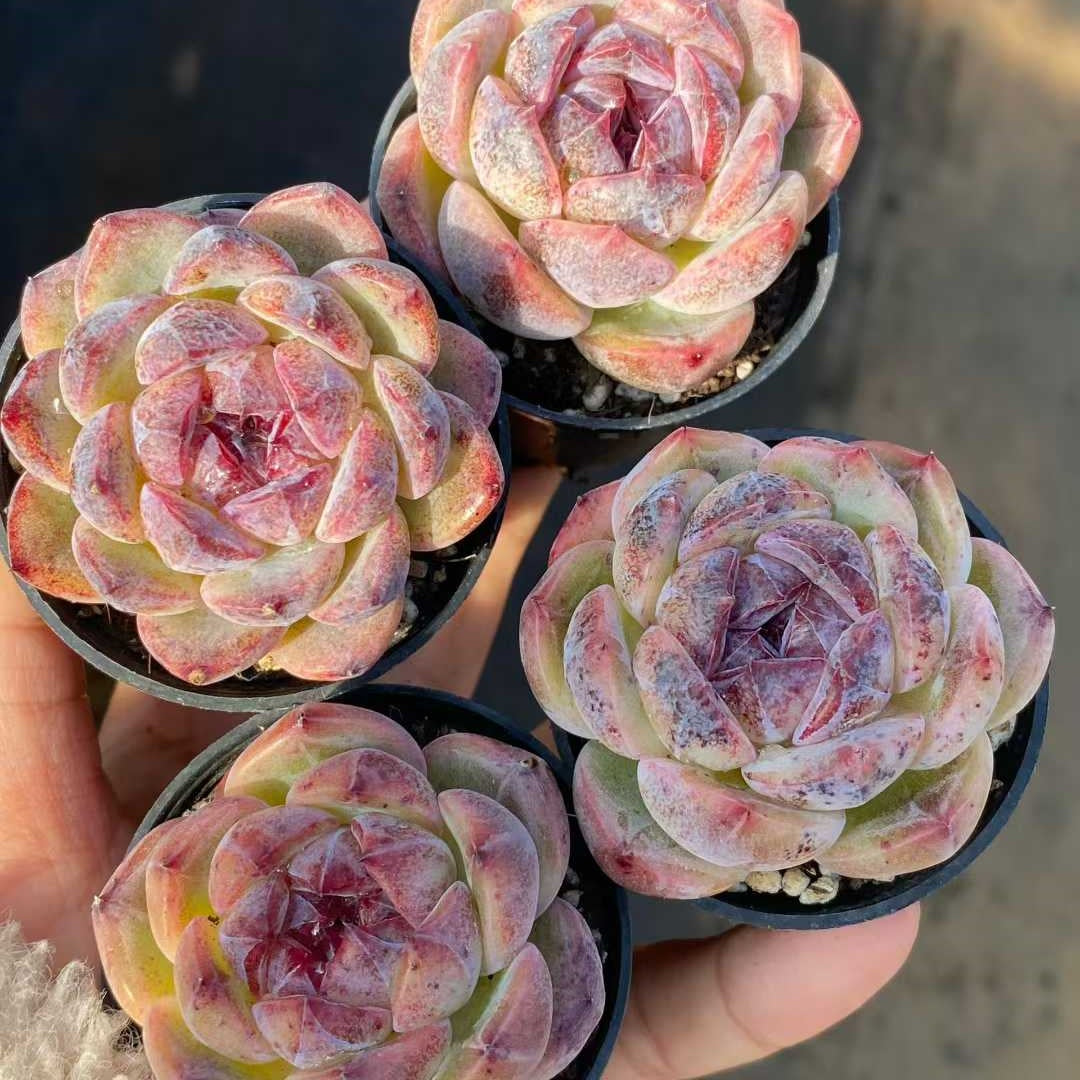 22790 エドリュスマキシム