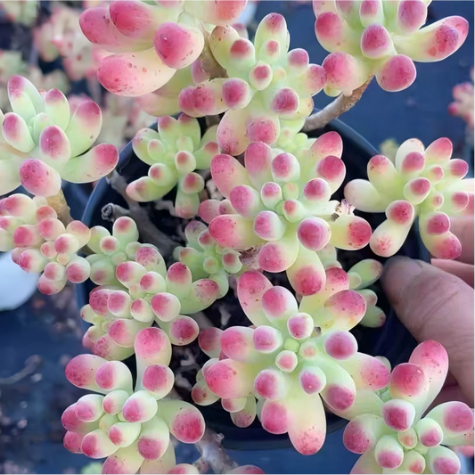 260981 パチフィラム