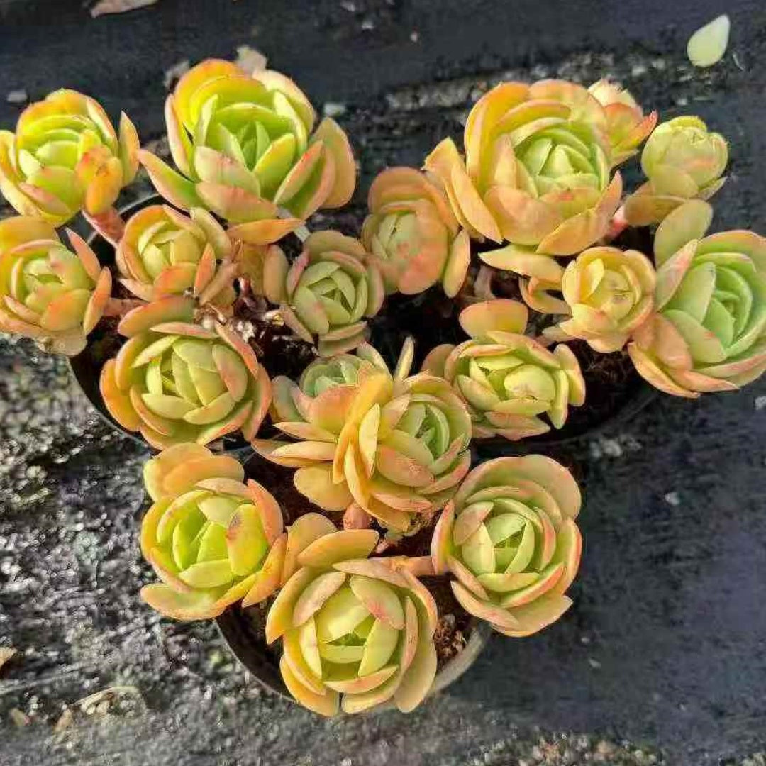 23632 ピーチプライド（14cm pot）