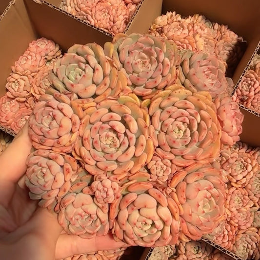 25294 マッチメーカー