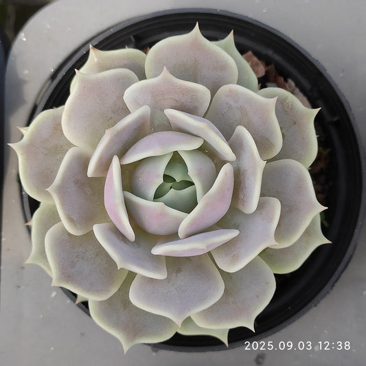 ZZA244 ルシーナ（9cm pot）
