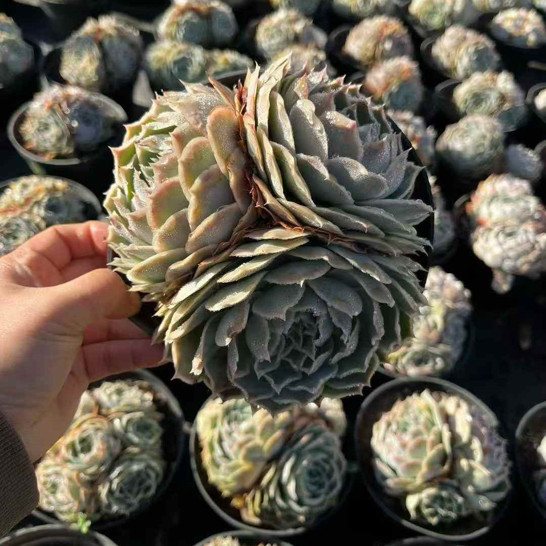 23647 シムランス（15cm pot）