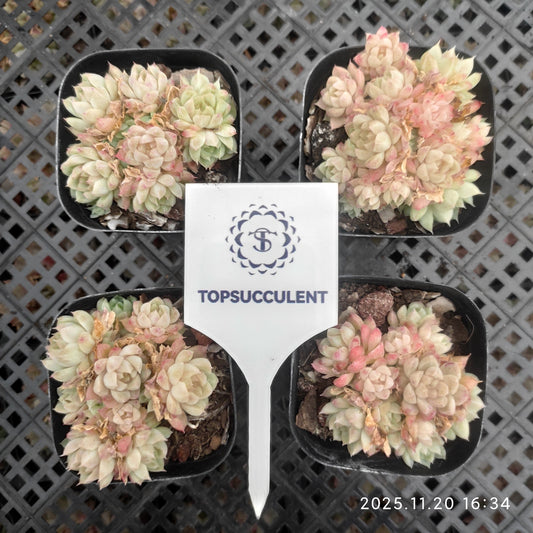 18325 マルギャンHyb（6.3cm pot）