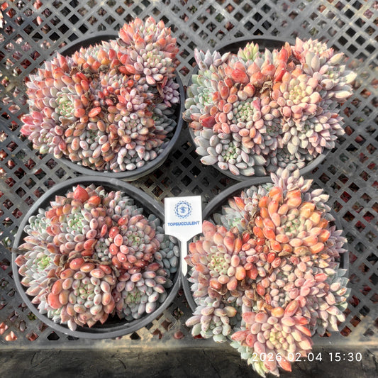 17499 セトサー　ロンデリー