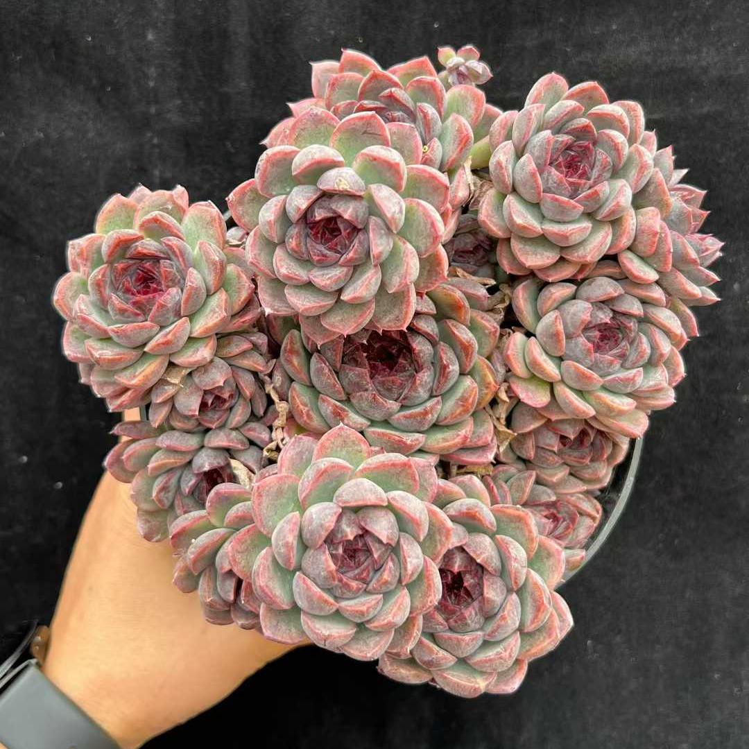 22564  ブルーラバー（16cm pot）