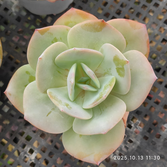 QN778 ホワイトフェニックス(9cm pot)