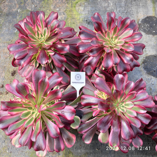 23224 アエオニウム　メデューサ（14cm pot）