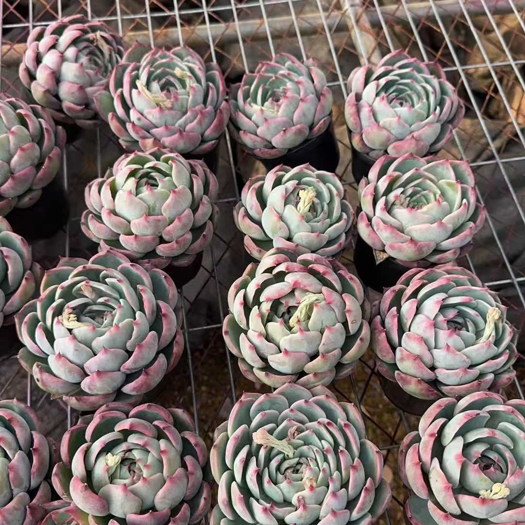 25714 フェアリー ドール