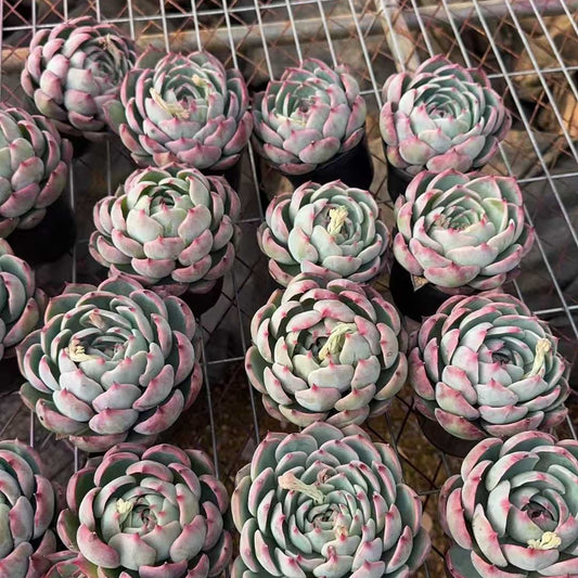 25714 フェアリー ドール