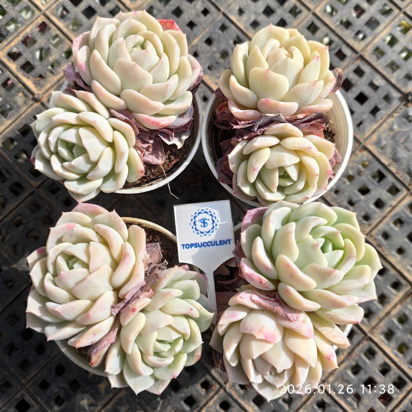 23536 ピンク　フレーグランス