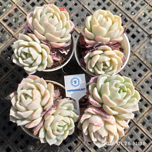 23536 ピンク　フレーグランス