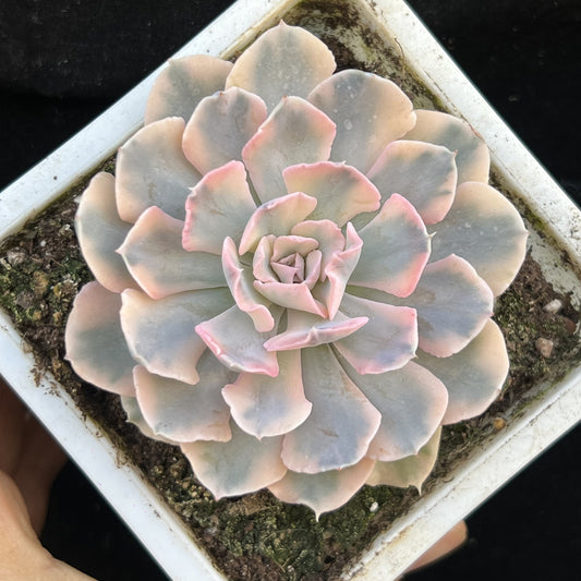 BL1465 リベリア錦（9cm pot）