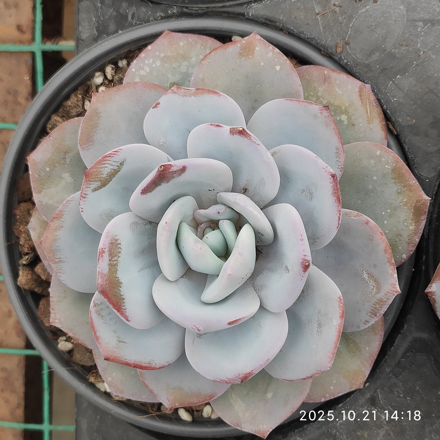 MMY1353 ミルクティー（12.5cm pot）