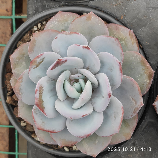 MMY1353 ミルクティー（12.5cm pot）
