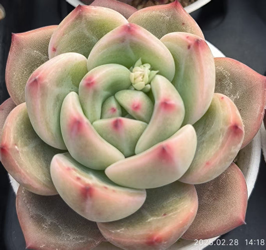 RDD287 デアデビル (6.5cm pot)