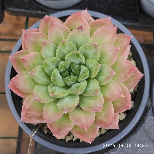 MMY1172 ファントム　ビューティー（9cm pot）