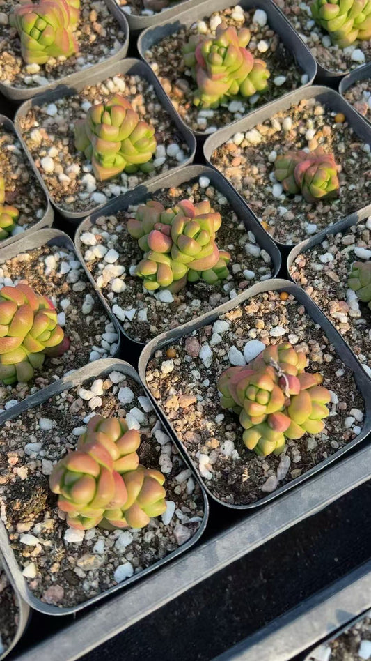 HH174 Crassula Marchandi（6.5cm pot）