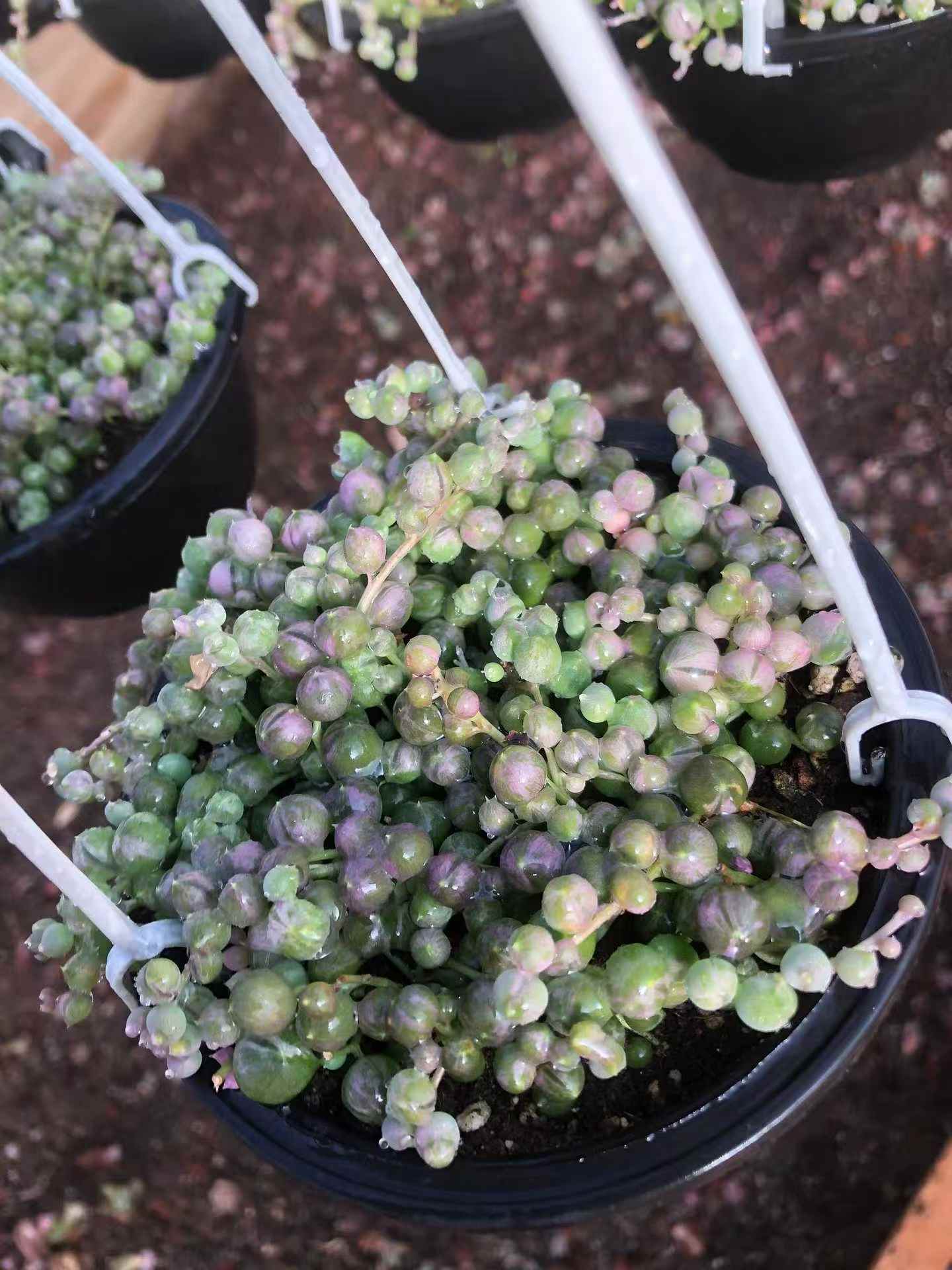 セネシオ – Top Succulent®