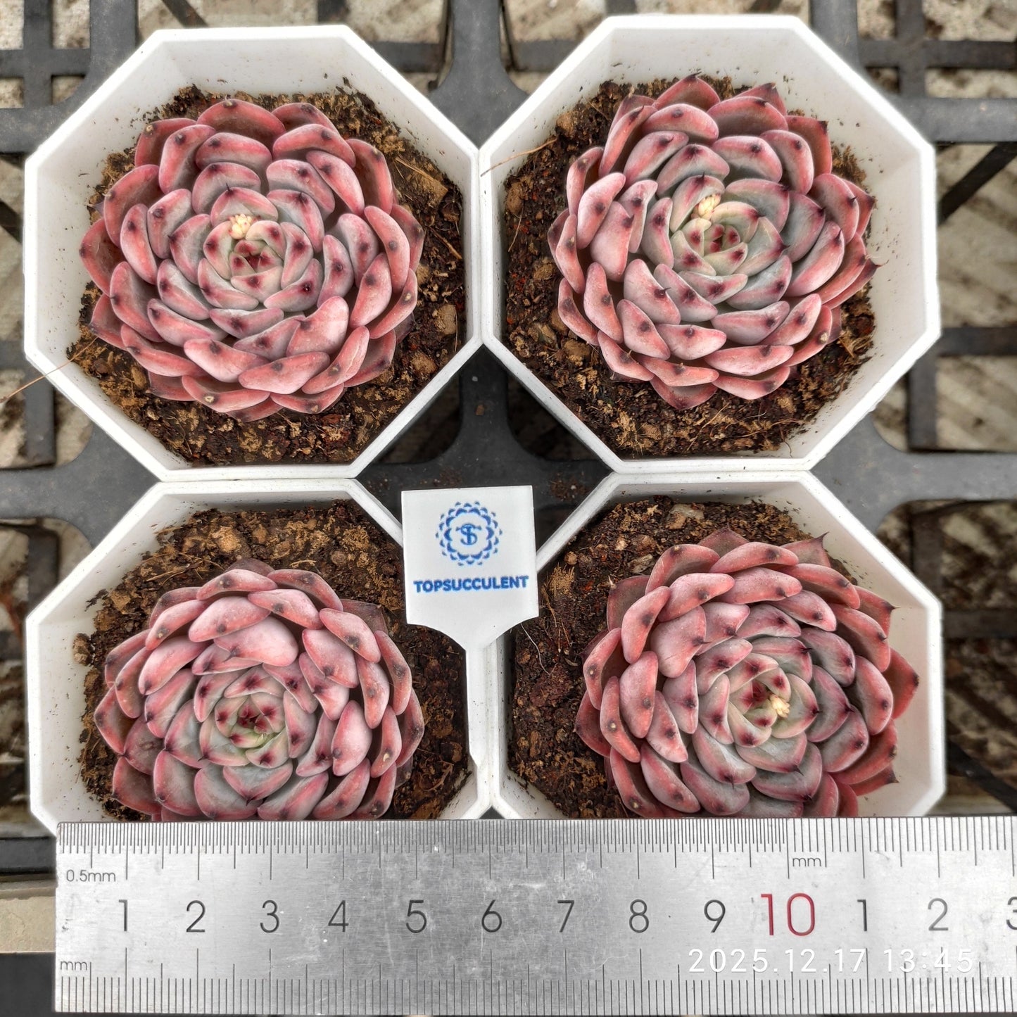 23756 チワワエンシスHyb