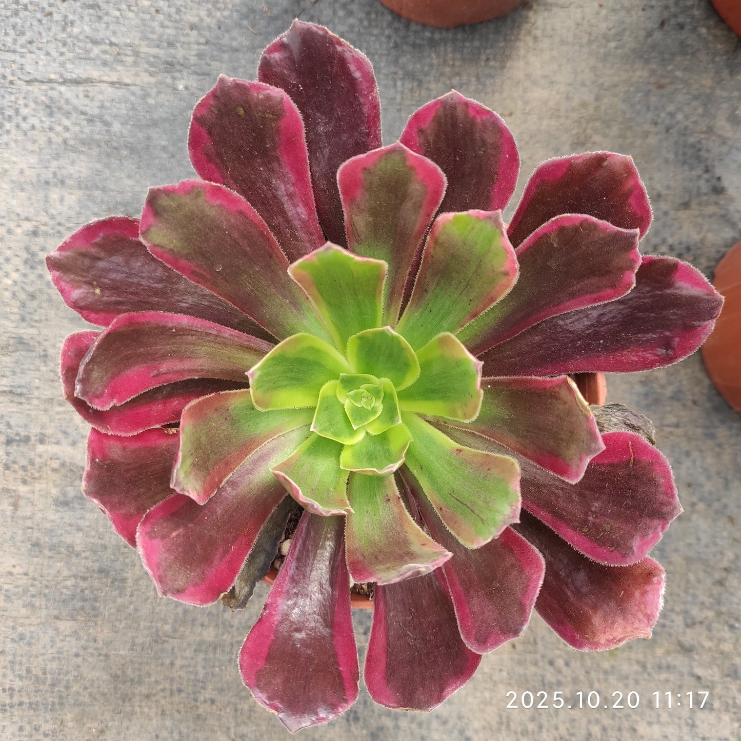 ZXX407 レッド　フライ（12cm pot）