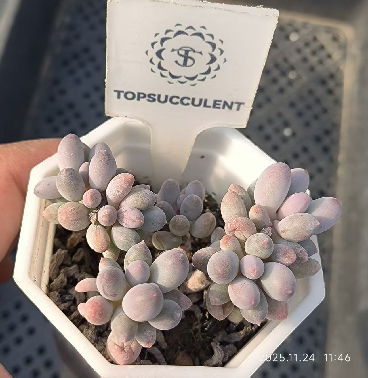 17182 ベビーフィンガー（6.5cm pot）