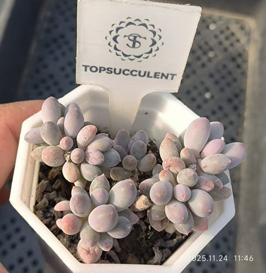 17182 ベビーフィンガー（6.5cm pot）