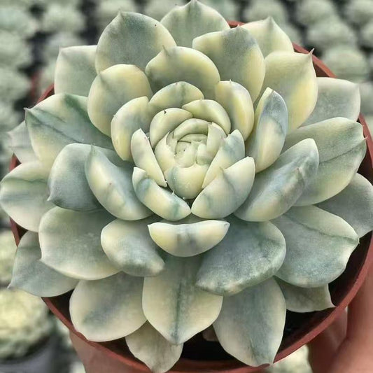 ZH038 ベリー錦（9cm pot）